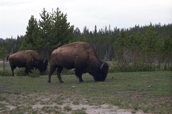 Buffalo that were feeding around Old Faithful