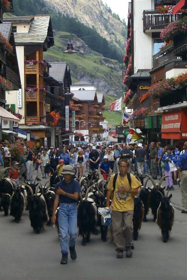These two kids were leading these goats through town.  