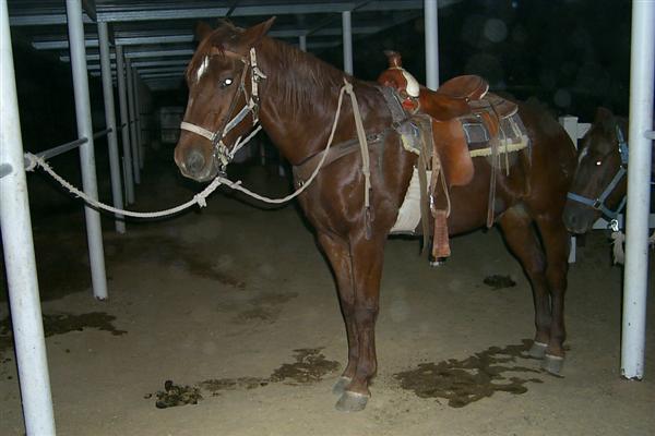 Mr. Cash; a good horse that was nice enough not to through me during my first horseback ride.