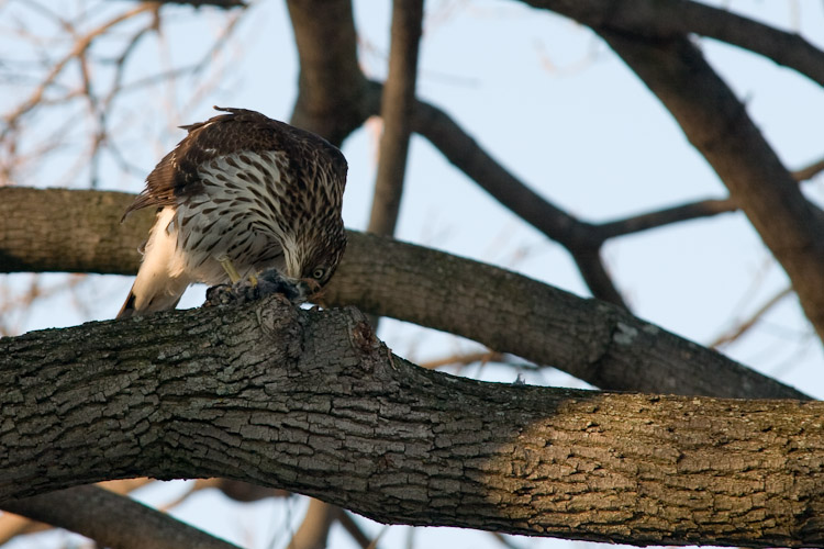 Hawk in Backyard