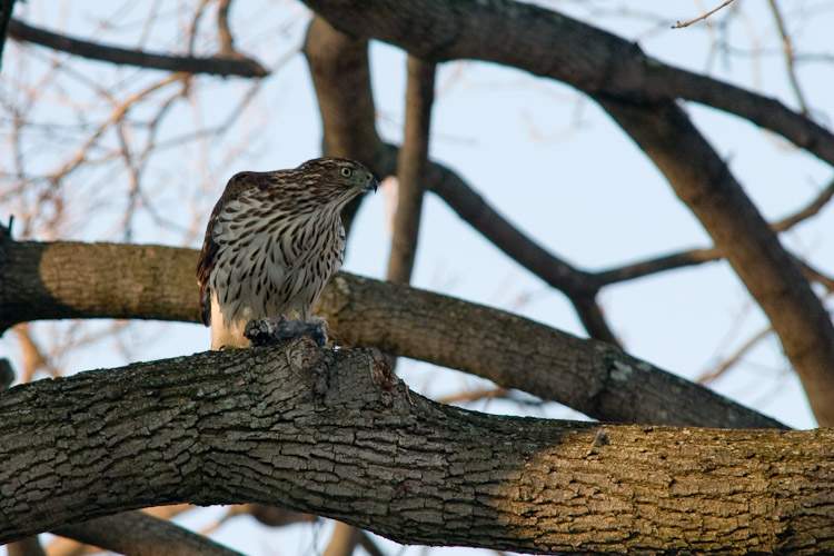 Hawk in Backyard