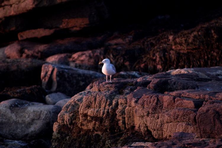 Acadia National Park - Day 2