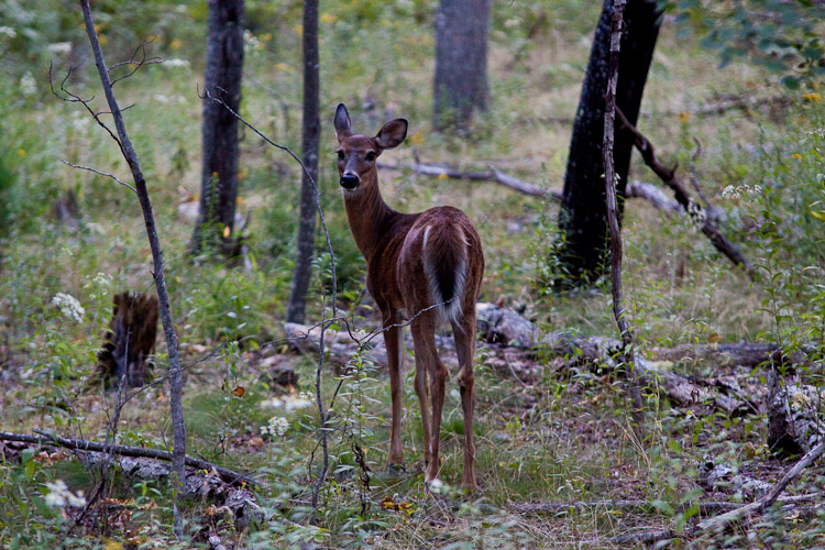 Acadia National Park - Day 2