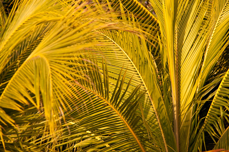 Christmas in Jamaica