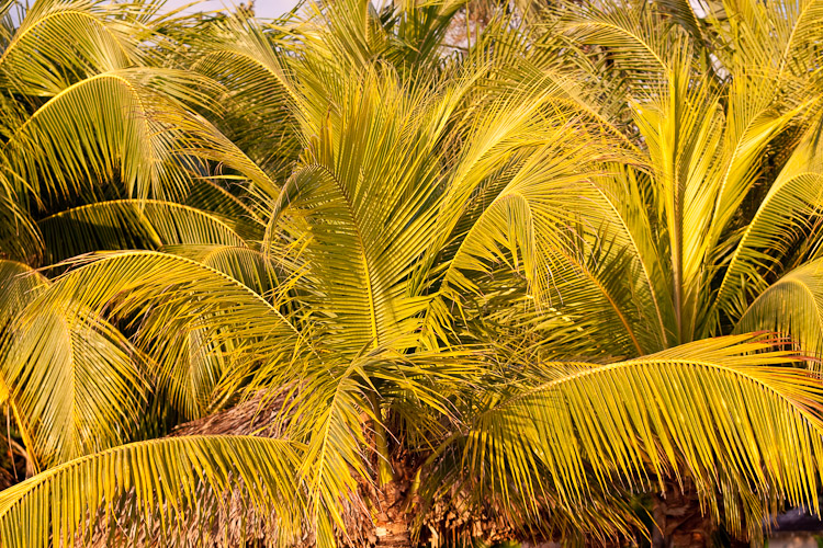 Christmas in Jamaica