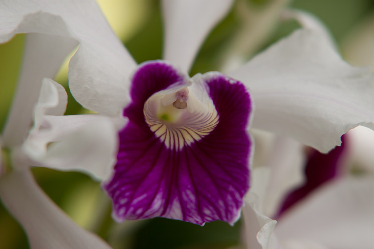 Marie Selby Botanical Gardens in Sarasota, FL