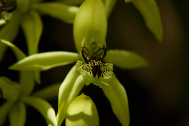 Marie Selby Botanical Gardens in Sarasota, FL