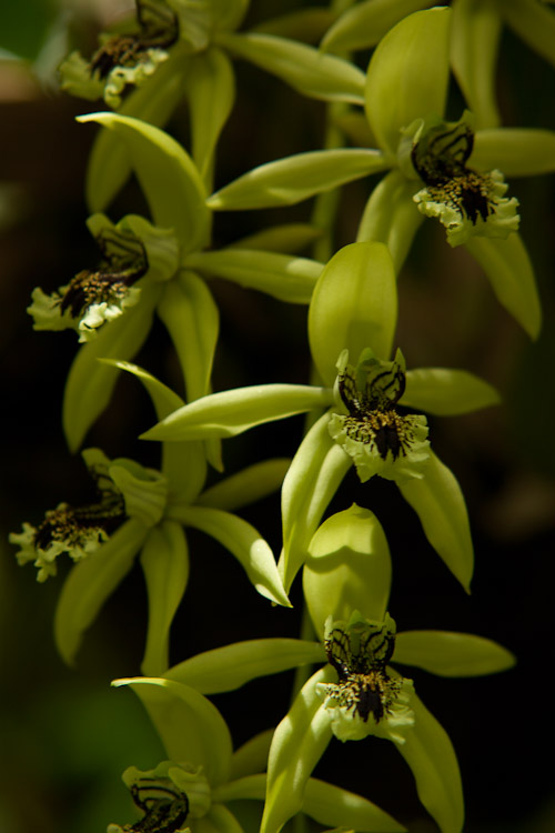 Marie Selby Botanical Gardens in Sarasota, FL