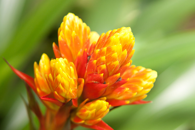 Marie Selby Botanical Gardens in Sarasota, FL
