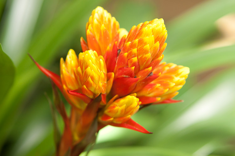 Marie Selby Botanical Gardens in Sarasota, FL