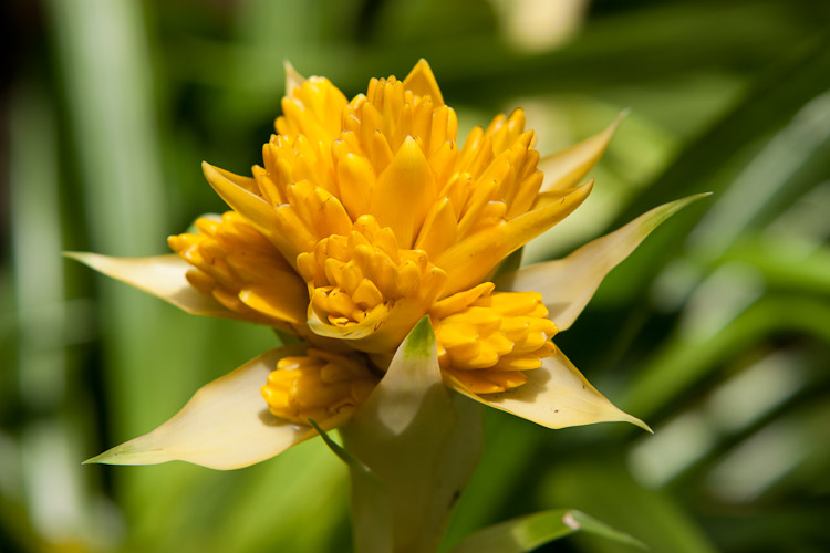 Marie Selby Botanical Gardens in Sarasota, FL