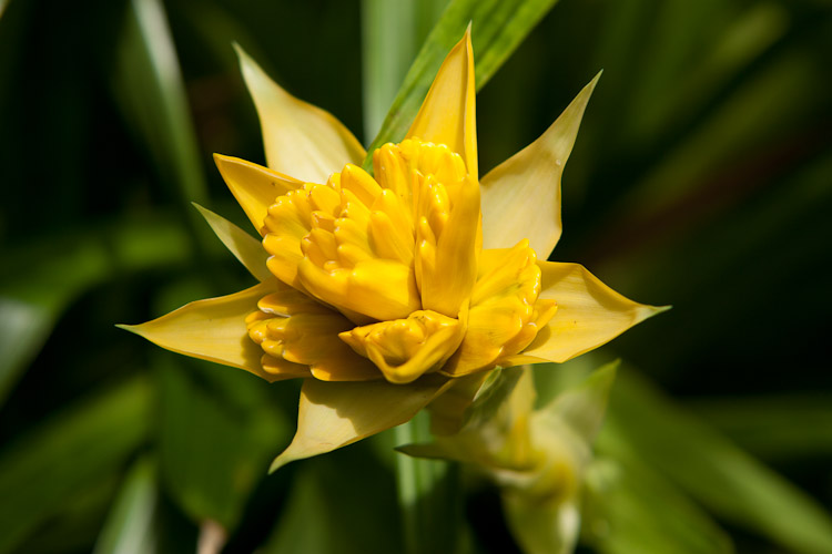 Marie Selby Botanical Gardens in Sarasota, FL