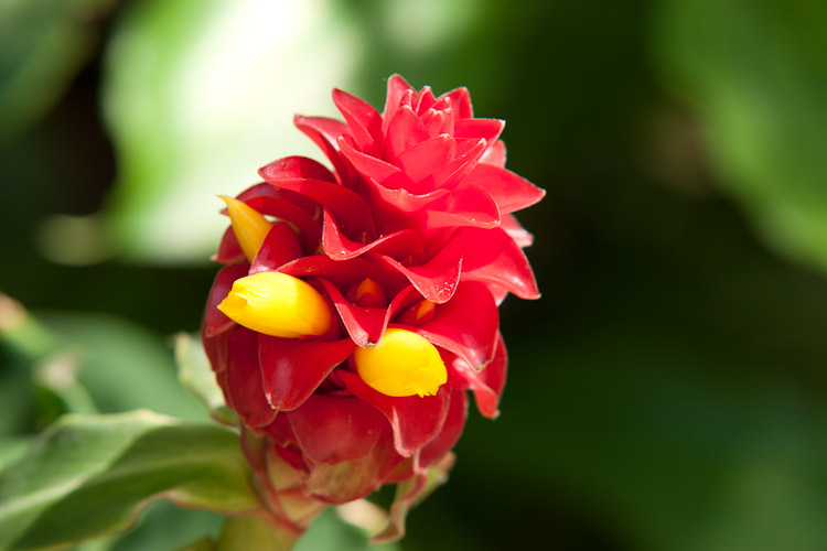 Marie Selby Botanical Gardens in Sarasota, FL
