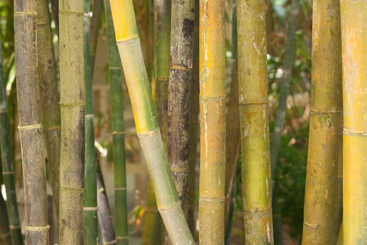 Marie Selby Botanical Gardens in Sarasota, FL