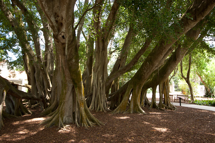 Marie Selby Botanical Gardens in Sarasota, FL