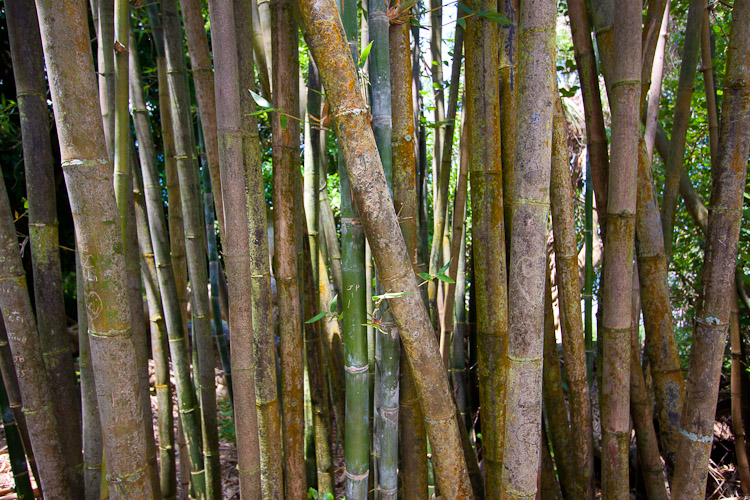 Marie Selby Botanical Gardens in Sarasota, FL