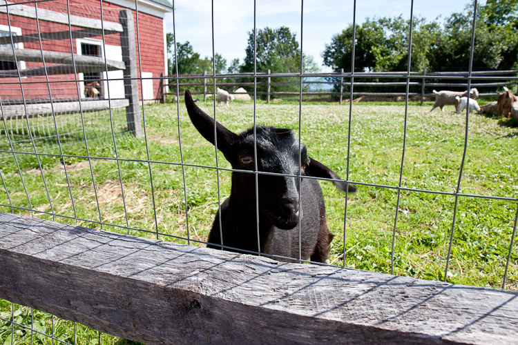 Mountain View Grand in Whitefield, NH