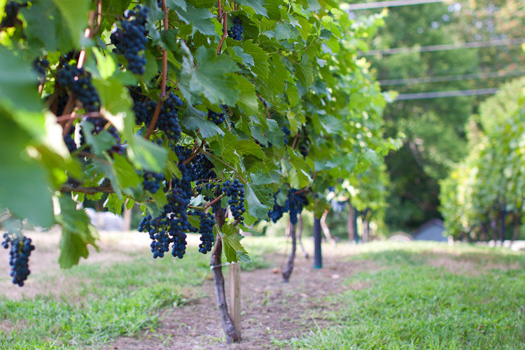 The grapes